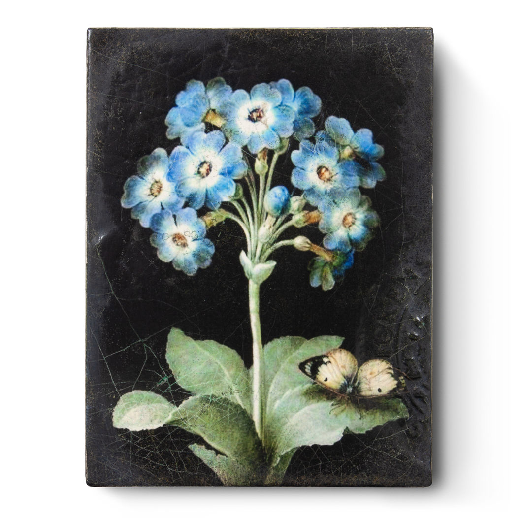 Sid Dickens Primrose